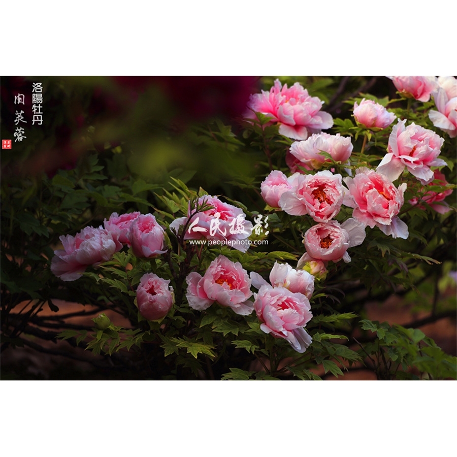 肉芙蓉牡丹