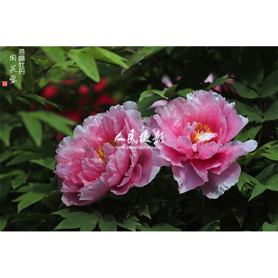 肉芙蓉牡丹