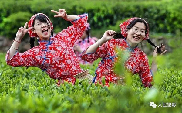 走进魅力茶乡|首届“美丽茶乡·舒城”全国摄影大赛征稿启事