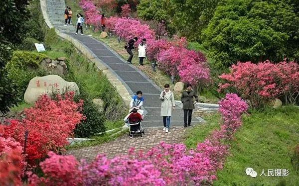 走进魅力茶乡|首届“美丽茶乡·舒城”全国摄影大赛征稿启事