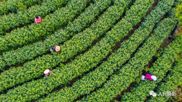 走进魅力茶乡|首届“美丽茶乡·舒城”全国摄影大赛征稿启事