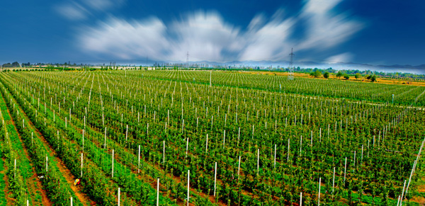 《千阳海升现代苹果基地》  陈玉庆 摄燕伋故里结硕果,千湖两岸苹果红