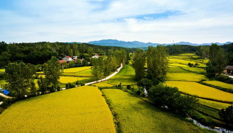 美丽的田野刘安国摄