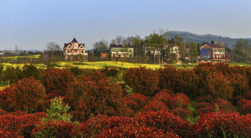 美丽新棠树杯摄影大赛征稿启事